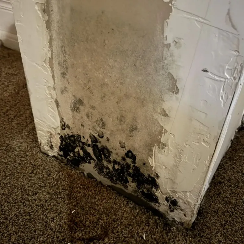 Professional Mold Removal in Saxonburg, PA